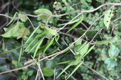 Gymnema sylvestre